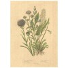 Flax Art Poster | Encyclopedia Wildflower D | FWP-AP-EN1D